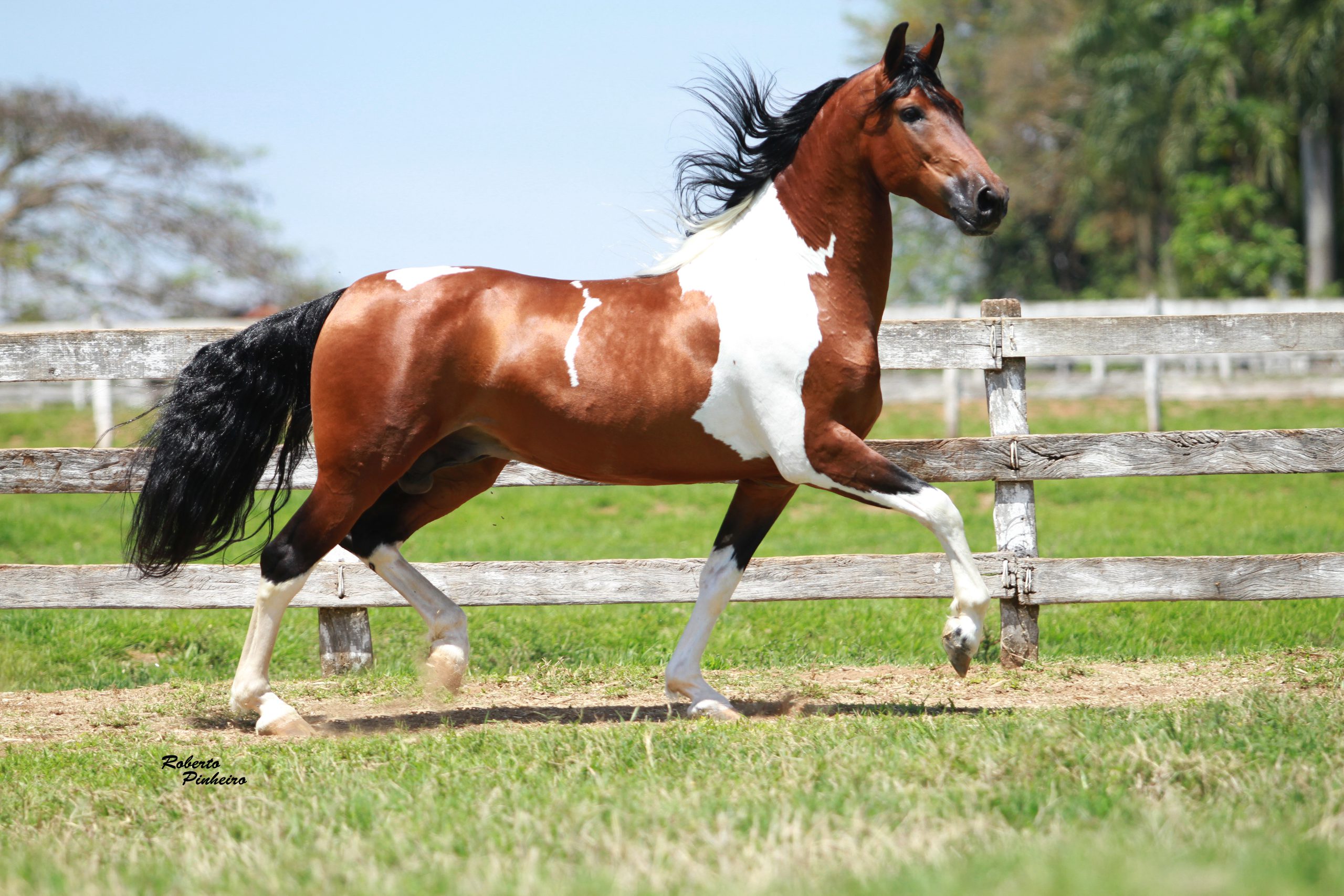 Foto de cavalo mangalarga marchador